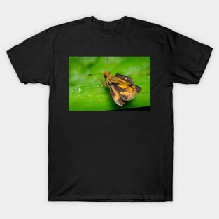 Unique and organic photo of a yellow skipper (butterfly) with wings opened T-Shirt